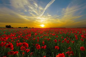 Field of poppies with the sun setting in the background